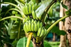 Banana