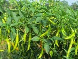 Chilli
