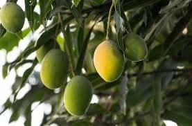 Mango