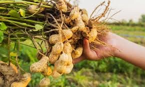 Groundnut