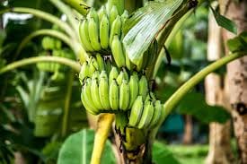 Banana
