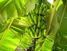 Banana