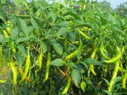 Chilli
