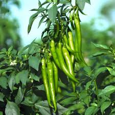 Chilli