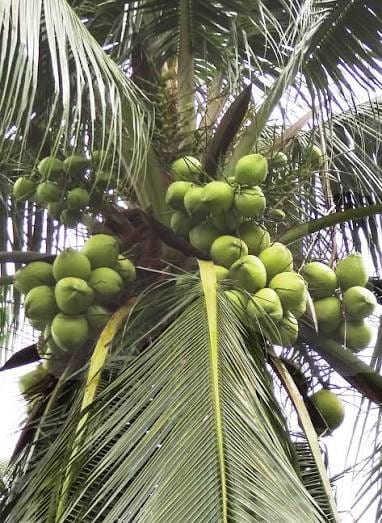 Coconut