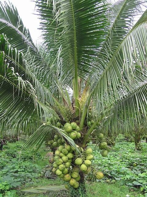 Coconut