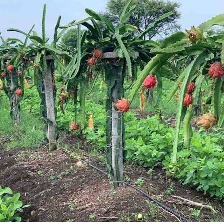Dragon Fruit