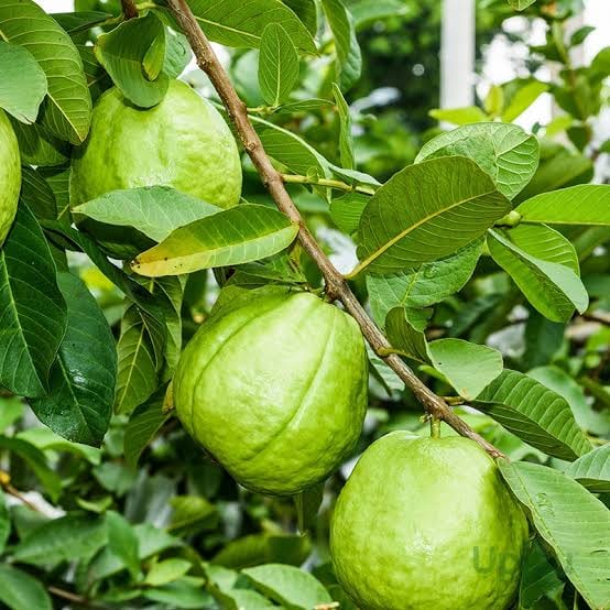 Guava