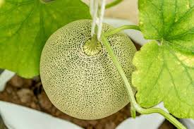 Muskmelon