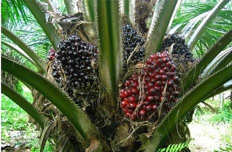 Oil Palm