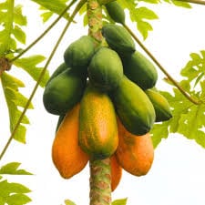 Papaya