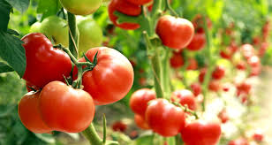 Tomato