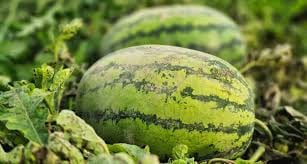Watermelon