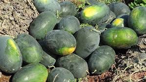Watermelon